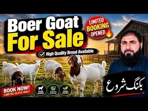 Boer Goat For Sale | Limited Booking Opened 🔥 High Quality Breed Available | بوئر گوٹ بکنگ شروع