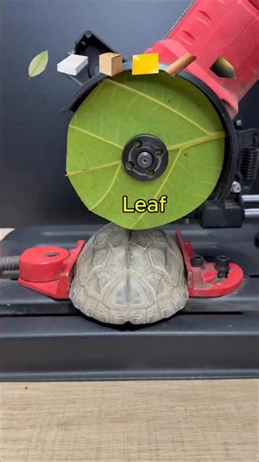 Maksym Shashkov on Instagram: "🥢 Stuff vs. Turtle 🐚 viral #experiment #science 1738 #fire ... #explore"