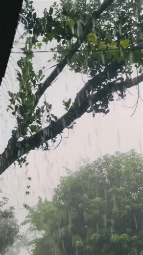 Rain Falling Video | Beautiful Rain Scene | Nature Rain | YouTube Shorts