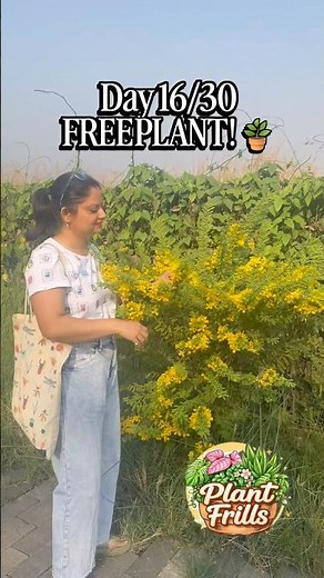 Day 16/30: The Golden Rain Tree 🌼| Cassia Biflora #plantfrills #30days30plants #cassiabiflora