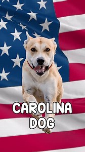 Day 12 of 30 days of American dog history: the Carolina Dog #carolinadog #yallerdog | Charlotte With Dogs