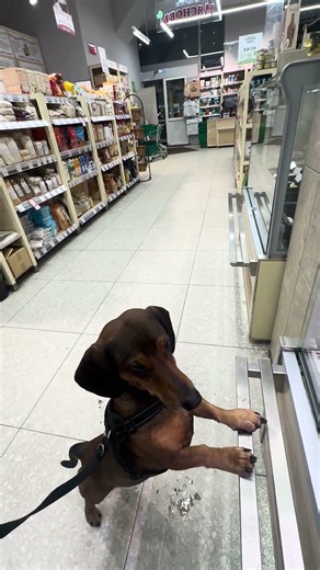 Такса Бенедикт выбирает колбасу в мясном отделе. Dachshund Dachshund Benedict Goes Sausage Shopping