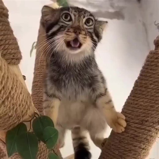 Manuls: The Adorable Pallas's Cat