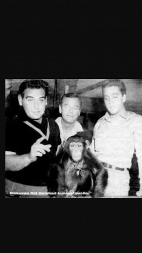 3K views · 175 reactions | Scatter comes to live with Elvis at...