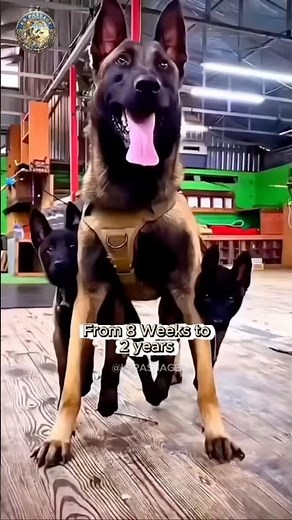 Malinois K9 Training: Puppy to Service