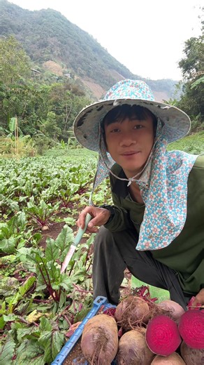 เช้านี้มีฝนตกนิดหน่อยผมมาถอนบีทรูทให้พี่ๆดูเหมือนเดิมเลยครับหัวบีทรูทสดมากๆครับกริบหวานอร่อยดีจริงๆ#บีทรูท #บีทรูทสดๆจากสวน #ผักออร์แกนิค #สวนไทย #ธรรมชาติ