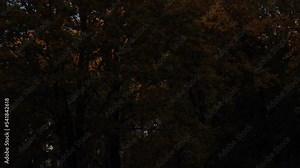 Windy weather on an autumn afternoon. A view of the maple tree grove shady foliage in a park. The landscape of maple branches that are swinging in the wind. The fall season scene.