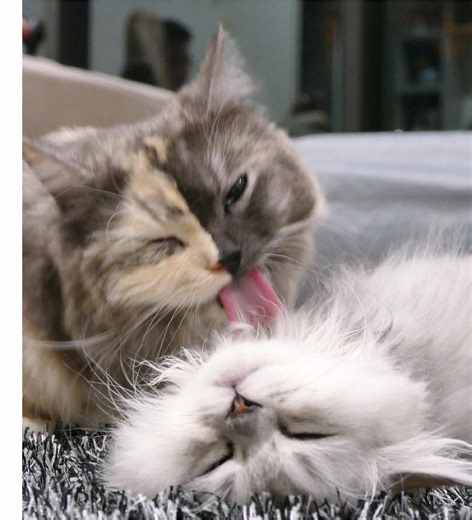 Introducing Your Dog to Your Cat: Tips and Support