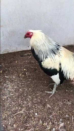 Shorty Bullock Grey gamefowl history