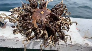 这是什么？？？