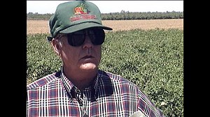 VIDEO: UC Research for Commercial Tomatoes