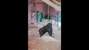 This Gorilla Has Dance Moves