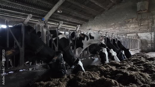 Slow motion footage of black and white dairy cows eating straw inside a winter farm barn.