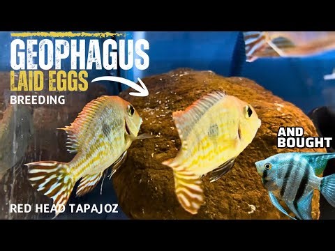 BIG NEWS! Geophagus Tapajos Laid EGGS | Got New Blue Angelfish - Imran’s World