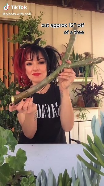 Easy Plumeria Cutting Propagation | Plant Lady Tutorial