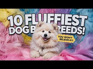 10 Fluffiest Dog Breeds That Feel Like Living Teddy Bears