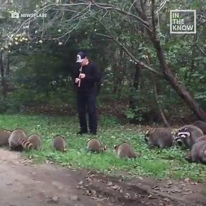 A man knowingly lures a group of unsuspecting raccoons with his charming flute playing. We suspect the raccoons are safe but such mesmerizing playing should be put to better use such as saving the world 😂 | Music Traveler