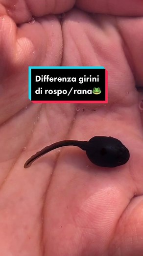 Differenza tra girini di rospo e rana