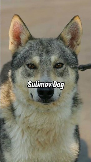 Top 5 Hybrid Dogs in the World | Rare Wolfdog, Sulimov & More