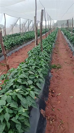Sustainable Green Pepper Farming: Harvesting Insights