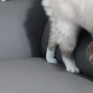 Rabbit Fur Cat Kicker Toy Balls: Natural Triple Attraction With Catnip & Silvervine Fruit - Etsy