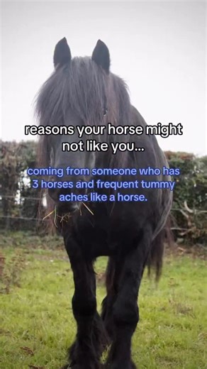 Horsey on Instagram: "first one is the most common!💞 #horses #equestrian #officialhorsey #equine #horsey #pony #horse #horselove"
