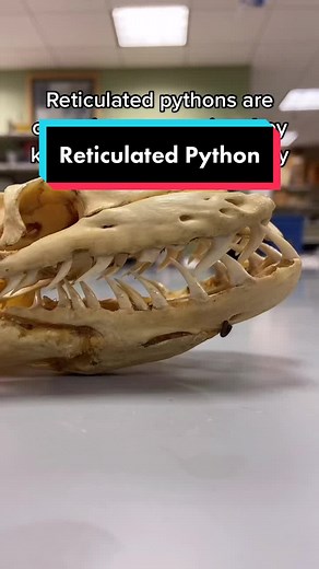 Yes it’s dead on TikTok