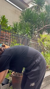 🌿 Calamansi may be small, but it’s full of powerful benefits! 🍋💪 It’s rich in vitamin C that boosts your immunity, helps clear your skin, aids digestion, and even supports weight loss. A glass of calamansi juice in the morning can detox your body, soothe your throat, and keep you feeling fresh all day. Truly, nature’s little citrus miracle! 🌿 #naturelovers #gratefulthankfulblessed #nonfollowersviewers #everyonehighlightsfollowers #contentcreator #fbreelsfypシ゚ | Matias Novena