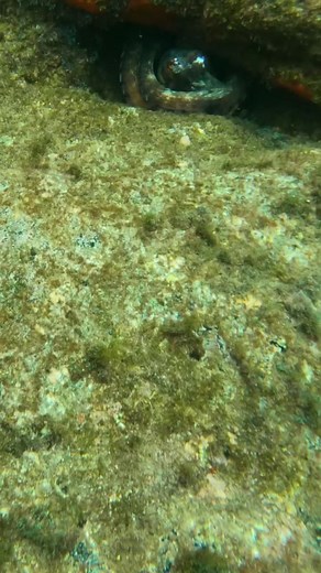 OCTOPUS FISHING 🐙 #bigfish #fishing #pesca #pescasubmarina #spearfishing #zipkin | The Sea