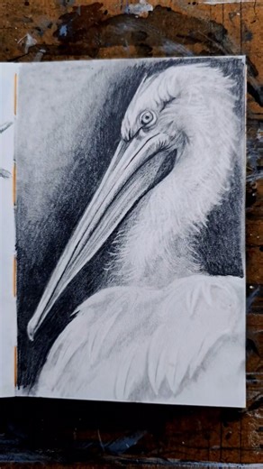 Quick bird sketch | speed drawing #sketchbook #quicksketch