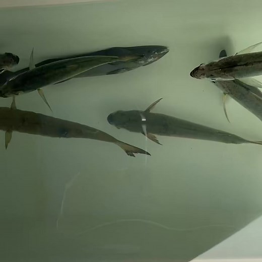 11K views | Fun with Remoras! #remora #marlin #cabo #aftco #biggamefishing #buildabitch #sporty #mexico #fishtok | Protocol Sport Fishing | Facebook