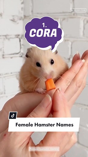 5 CUTE Girl Hamster Names #femalehamsternames #girlhamsternames #hamsternames #hamstername #hamsternameideas #femalehamster #VocêNasceuParaMudar
