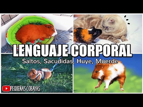 LENGUAJE DE LOS CUYOS