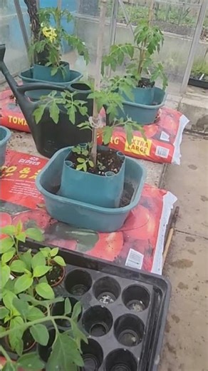 Planting out peppers Lemon Drop #planting #out #peppers