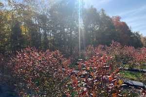 Weed management in fruit trees starts with fall herbicide application