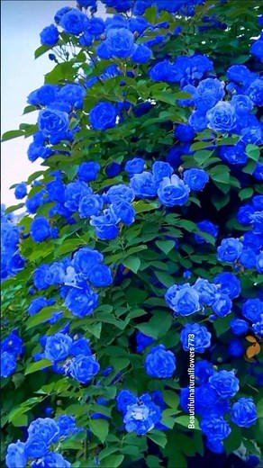 Nature's Masterpiece 🌹 Beautiful Rose Garden Tour 4K