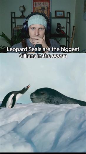 I really hope I don’t get reincarnated as a Penguin… #reaction #animals #penguin #leopardseal
