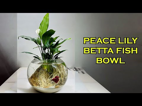 Peace Lily Betta Fish Bowl Aquarium | Betta Fish Tank Setup | Grow Peace Lily in Water