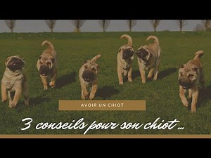L'adoption d'un chiot : Nos 3 conseils indispensables