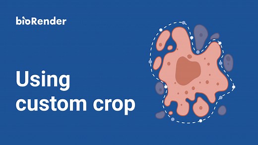 BioRender Learning Hub | Using custom crop