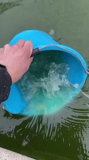 Opening Another Pool For Summer tiktok crystalclearpools