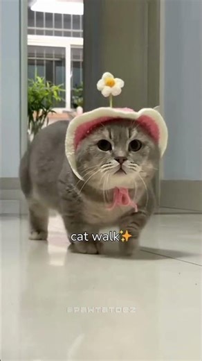 ✨A Tiny Cutie Fashion Show ✨ #cat #shorts