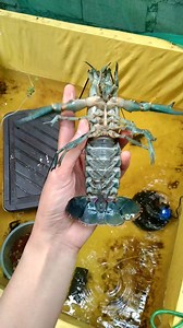 15K views · 245 reactions | FEMALE BREEDER! | Mister Cray | Facebook