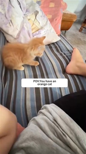 2.1M views · 31K reactions | Dramatic orange cat  #funnyvideos #foryou #fypシ #funnycat #catlover #cat #kitty | Funny cat 520 | Facebook