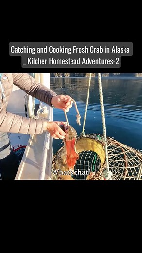 Catching and cooking fresh crab in Alaska _ Kilcher homestead adventures #catching #cooking #crab #alaska #kilcher #homestead