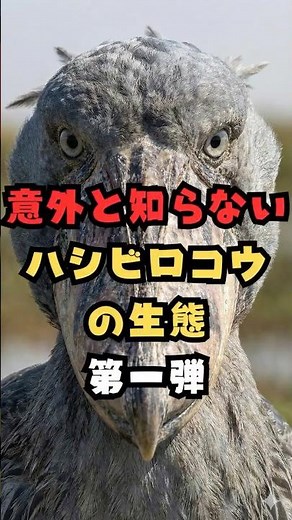 意外と知らないハシビロコウの生態 第1弾
