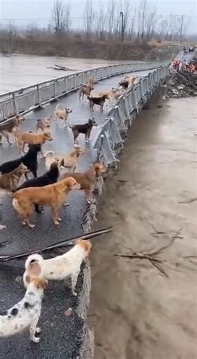 302K views · 1.6K reactions | Dogs Take Shelter Under Flooded Bus Stop | Alone Story | Facebook