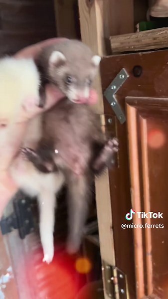 micro ferrets on TikTok