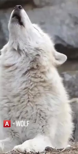 Mesmerizing Wolf Howling - Watch the Wolves Call of the Wild