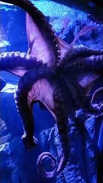 Mesmerizing Giant Pacific Octopus at Scripps Birch Aquarium La Jolla | San Diego, California